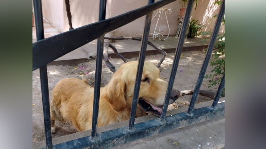 Tras cateo en domicilio, autoridades rescatan a perro que sufría de maltrato animal en Ciudad Obregón