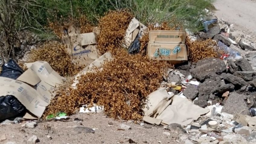 Basureros clandestinos, un problema sin fin en Navojoa; ponen en riesgo la salud de vecinos