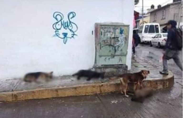 Perritos envenenados en Nicolás Romero