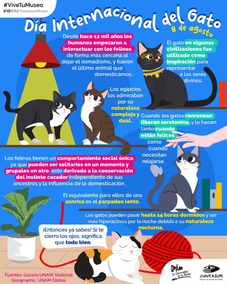 Día Internacional del Gato