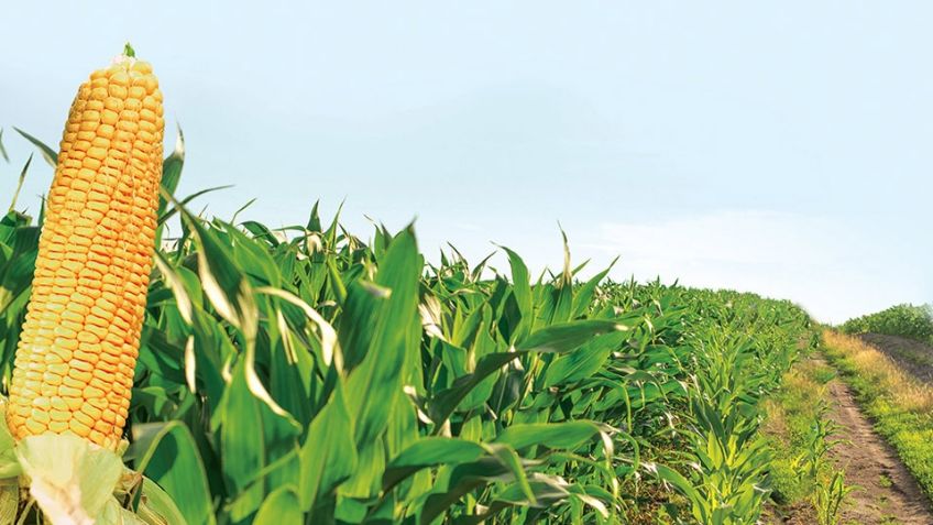 Autosuficiencia alimentaria la fracasada política de la 4T en México