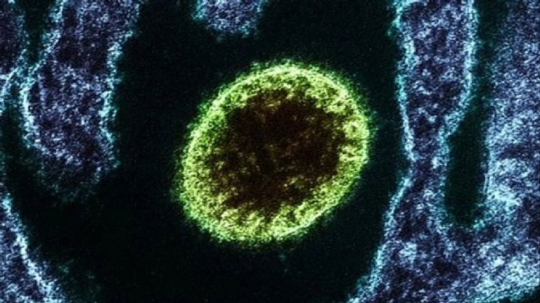 Virus Nipah en La India