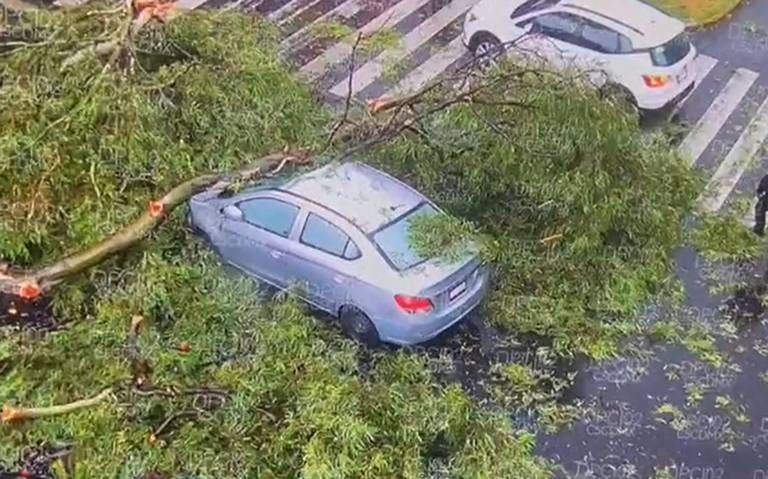 Cae árbol sobre un vehículo en CDMX