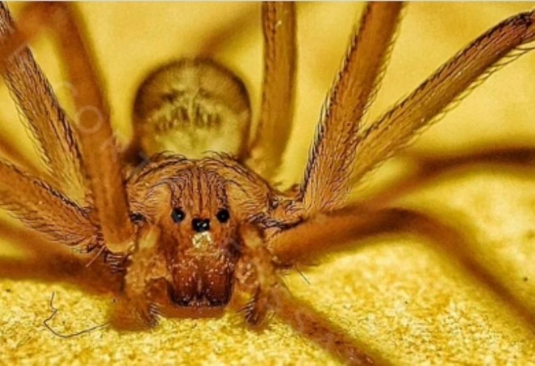 Temporada de la Araña Violinista