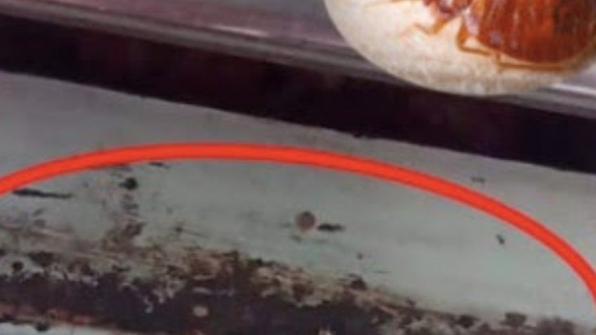 Chinches en el Metro: Diputado del PAN pide una fumigación inmediata en la Línea A