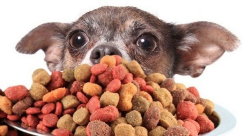 ¡Dale lo mejor a tu perro! La Profeco recomienda estas cinco marcas de croquetas