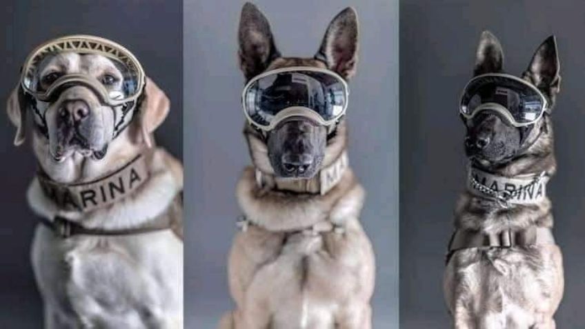 Frida y los binomios caninos: Los héroes de los terremotos del 19 de septiembre de 2017