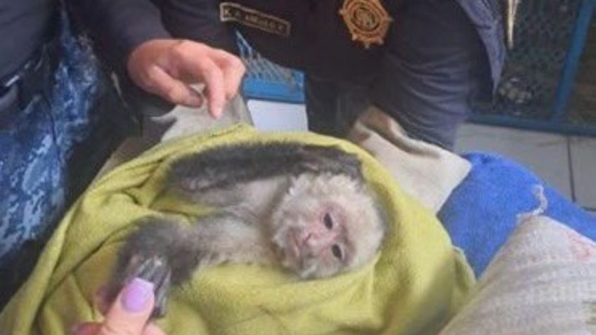 Increíble: Autoridades de la CDMX rescatan a mono capuchino en la Venustiano Carranza