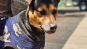 FOTO: Rescatan a perrito que se volvió viral en el Desfile Militar del Día de la Independencia