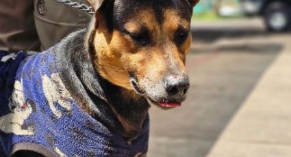 FOTO: Rescatan a perrito que se volvió viral en el Desfile Militar del Día de la Independencia