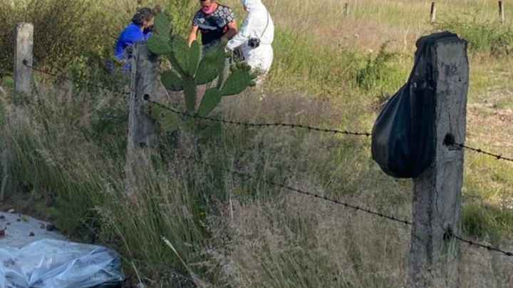 Imágenes fuertes: Lo que se sabe de los 11 perritos asesinados y calcinados en Michoacán