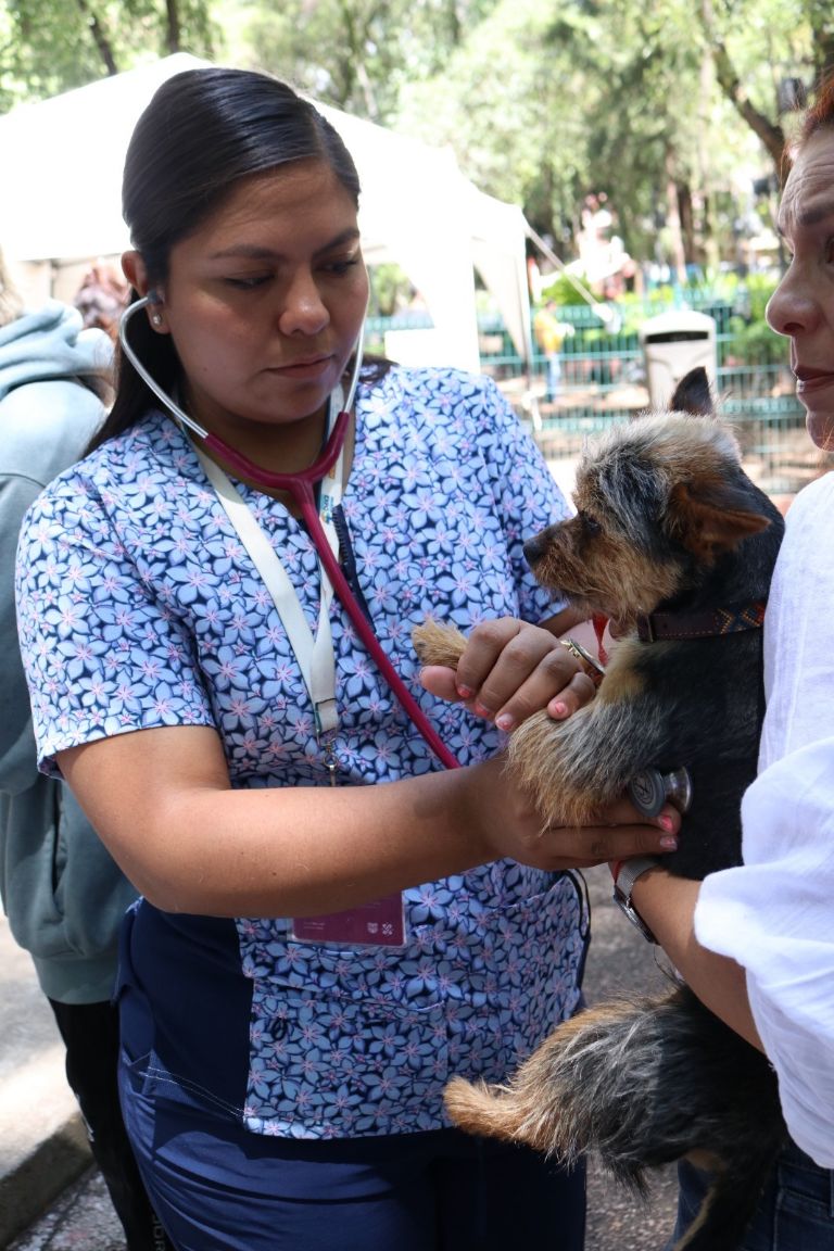 Jornada de esterilización en CDMX