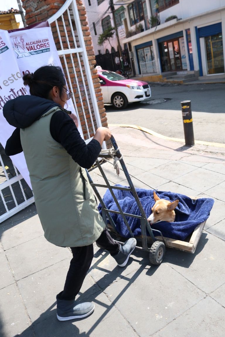 Jornada de esterilización en CDMX