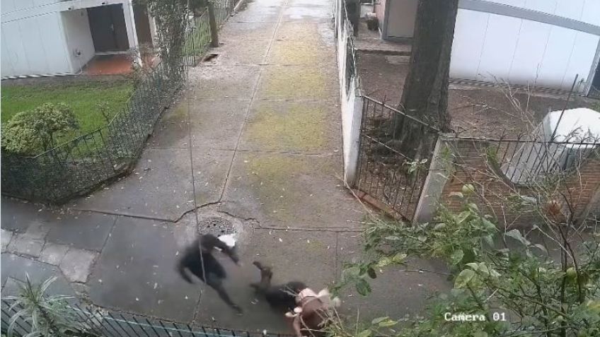 VIDEO: Mujer sufre violento asalto en unidad habitacional de Tlalpan; "¡Ayúdenme!"