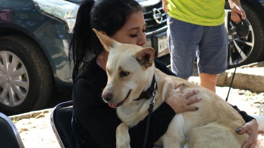 Adiós a los perritos abandonados: CDMX esteriliza a miles de cachorros durante 2023