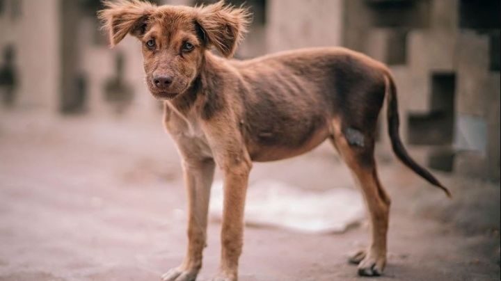 Influencer de Cancún se viraliza por rescatar a perritos en situación de calle: "Es mi sueño"