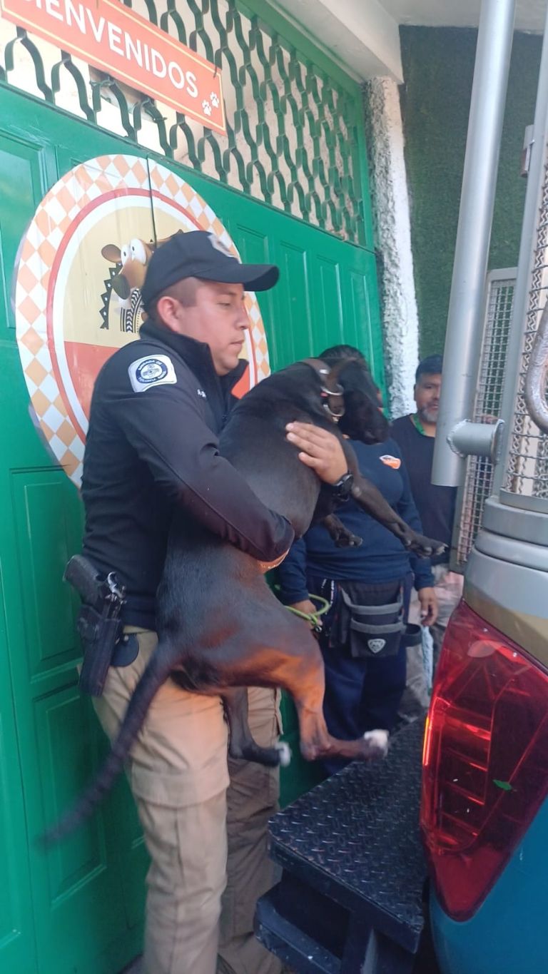 Maltrato animal en CDMX