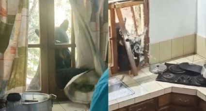 VIDEO: Oso rompe la ventana de una cabaña e intenta ingresar a domicilio en NL