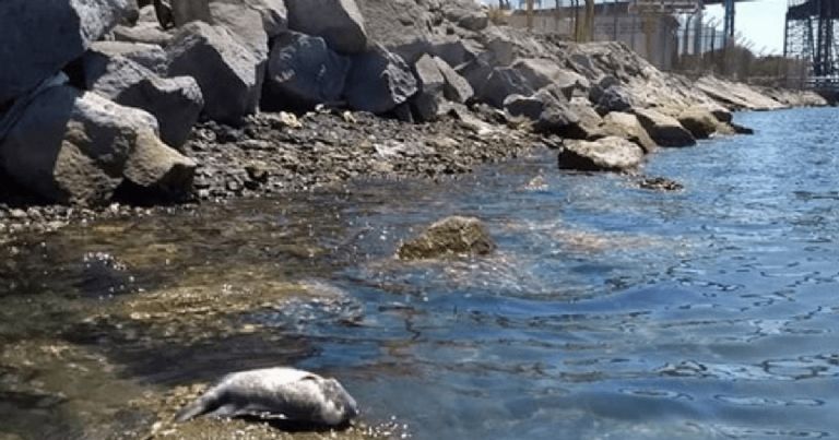 Derrame en el Mar de Cortés. Foto: Internet