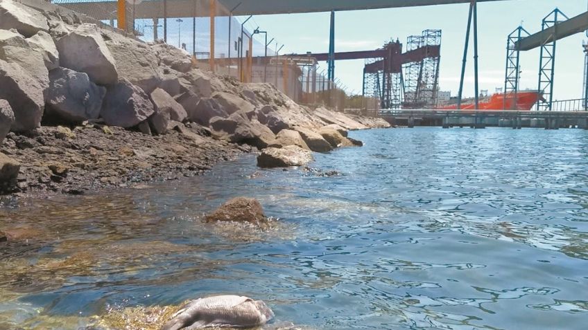 Narcos en México: Grupos criminales contaminan con desechos el Mar de Cortés