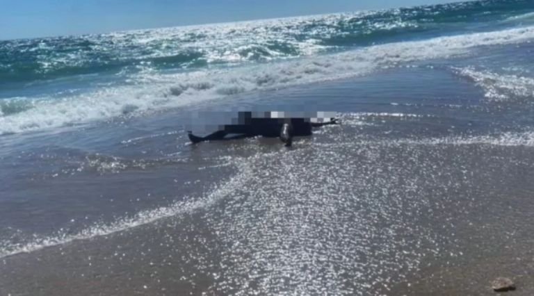 Hallan cadáver en playa de Puerto Peñasco. Foto: Facebook