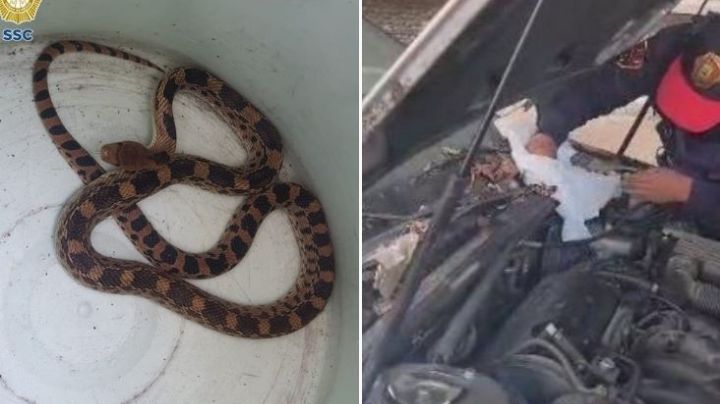 (VIDEO) Mega susto: A conductor le falla el auto, lo revisa y encuentra una serpiente