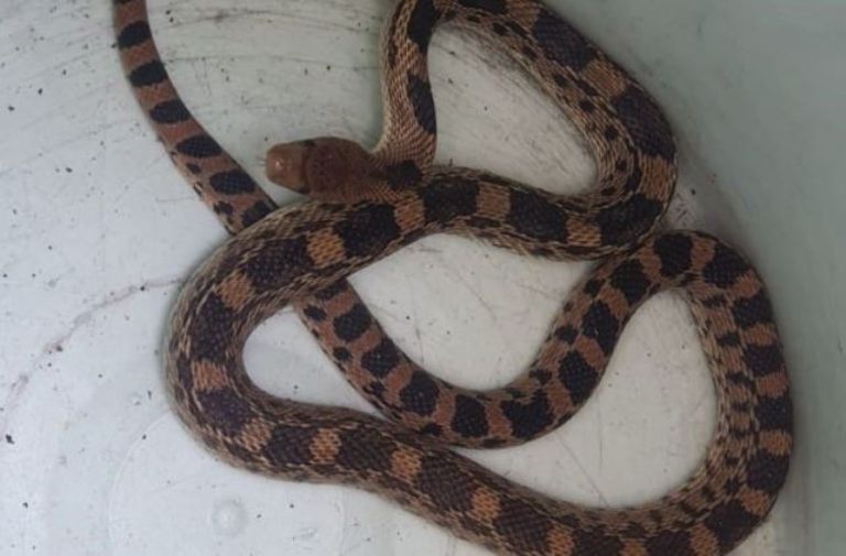 Policías capturan a serpiente en la Benito Juárez