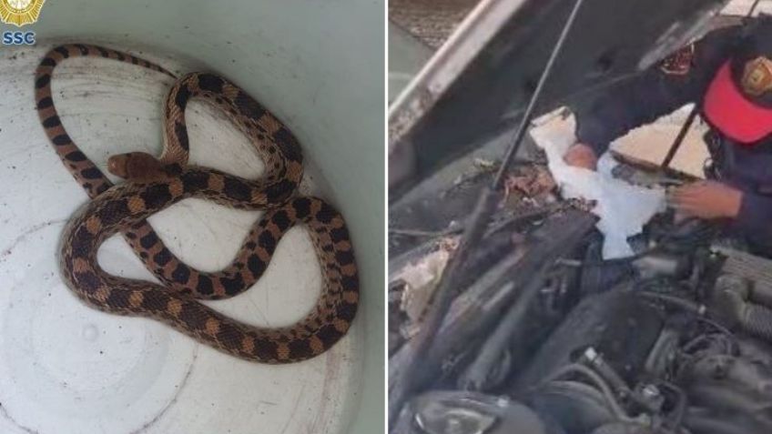 (VIDEO) Mega susto: A conductor le falla el auto, lo revisa y encuentra una serpiente