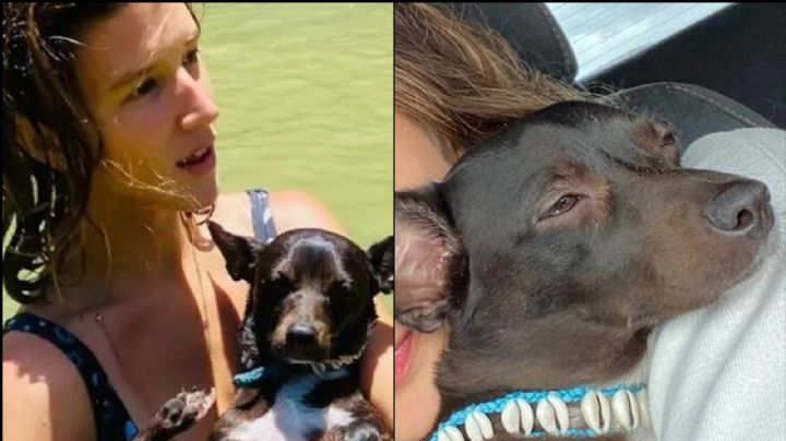 Aerolínea pierde a la perrita de Paula y le ofrecen 31 mil pesos para que olvide a 'Maia'