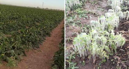 Cultivos del Valle del Mayo resultan dañados por fuertes heladas en Sonora