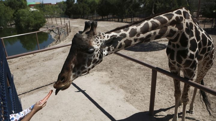 Profepa retiene en Chihuahua a la jirafa Benito, pese al fuerte frío y malas condiciones