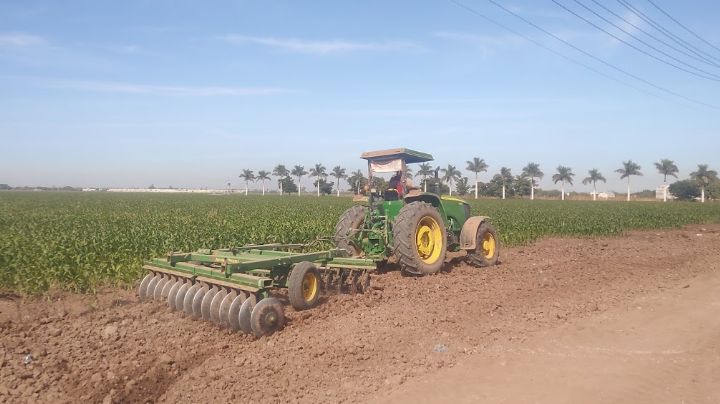 Sonora: Productores del Valle del Yaqui califican de deficiente precio de garantía 2024