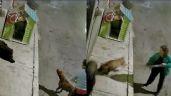 VIDEO: Dos mujeres atacan con un pitbull a dos perros callejeros en CDMX