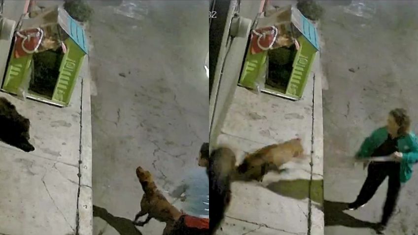 VIDEO: Dos mujeres atacan con un pitbull a dos perros callejeros en CDMX