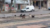 Foto ilustrativa de la nota titulada Hallan a 10 perros con síntomas de envenenamiento en Nogales; continúan las investigaciones