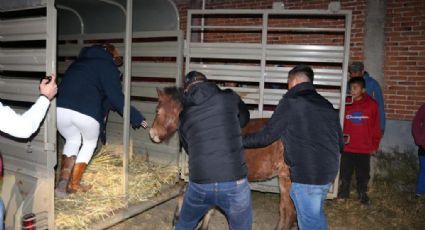 Indignan en redes sociales VIDEOS que evidencian maltrato animal contra caballos en Torreón