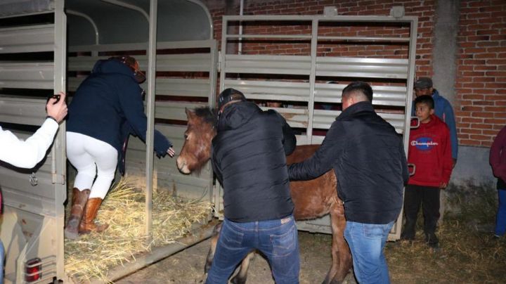 Indignan en redes sociales VIDEOS que evidencian maltrato animal contra caballos en Torreón