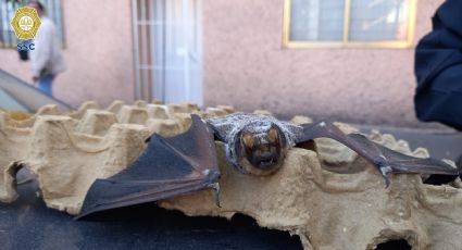 Rescate exitoso: Un murciélago es liberado en una cafetería de la alcaldía Benito Juárez