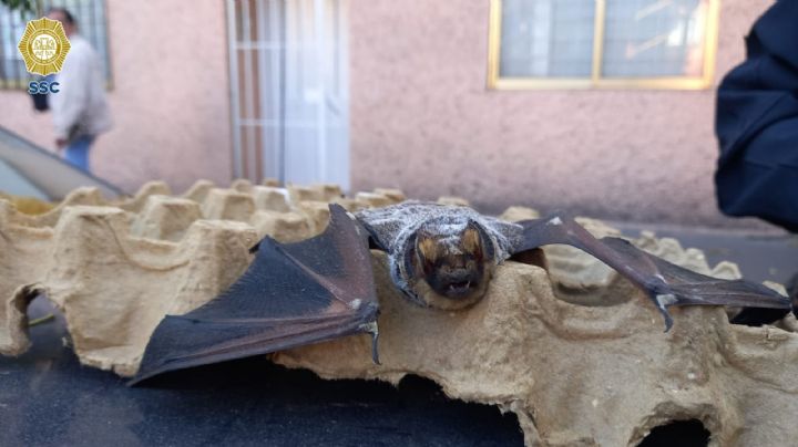 Rescate exitoso: Un murciélago es liberado en una cafetería de la alcaldía Benito Juárez