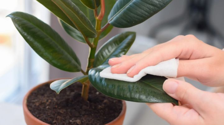 ¿Bicarbonato en las plantas? Descubre lo que este polvo puede hacer por tu jardín