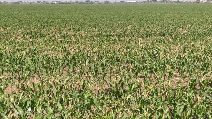 Bajar temperaturas no arrojaron pérdidas de consideración en los cultivos: Sagarhpa