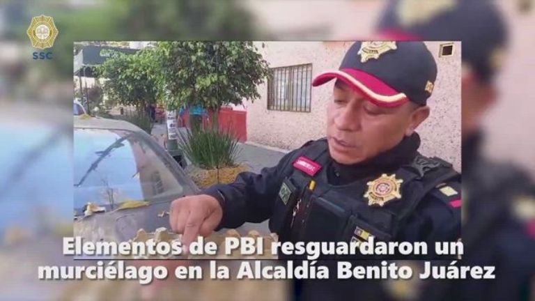 Salvan a murciélago en cafetería de la Benito Juárez