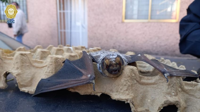 Rescate exitoso: Un murciélago es liberado en una cafetería de la alcaldía Benito Juárez