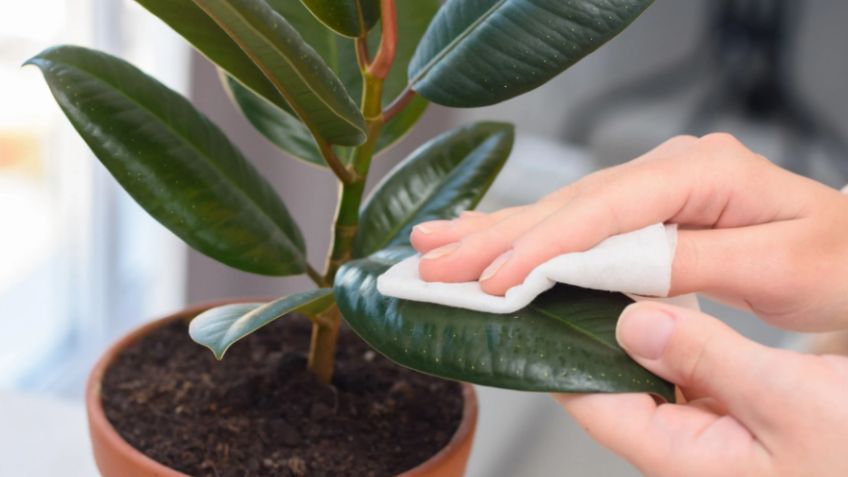 ¿Bicarbonato en las plantas? Descubre lo que este polvo puede hacer por tu jardín