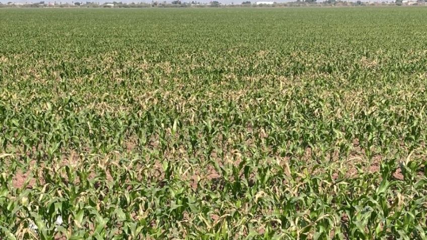 Bajar temperaturas no arrojaron pérdidas de consideración en los cultivos: Sagarhpa