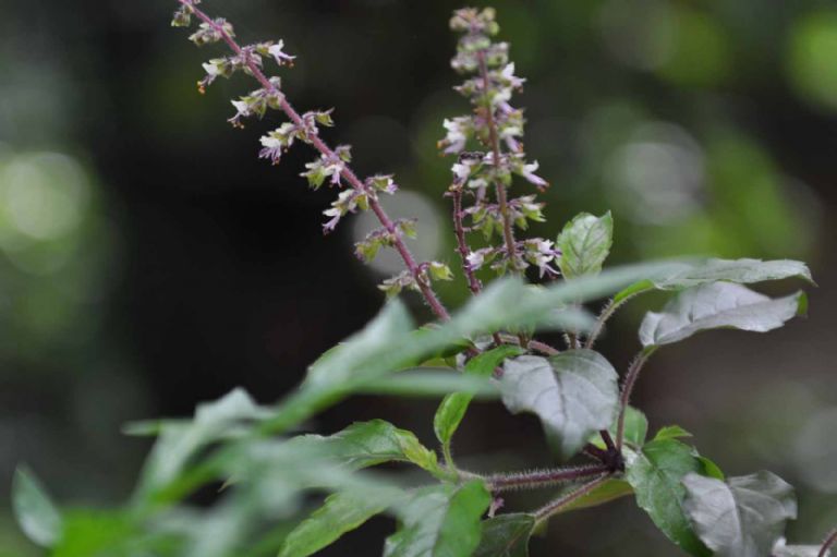 Tulsi es una planta sagrada