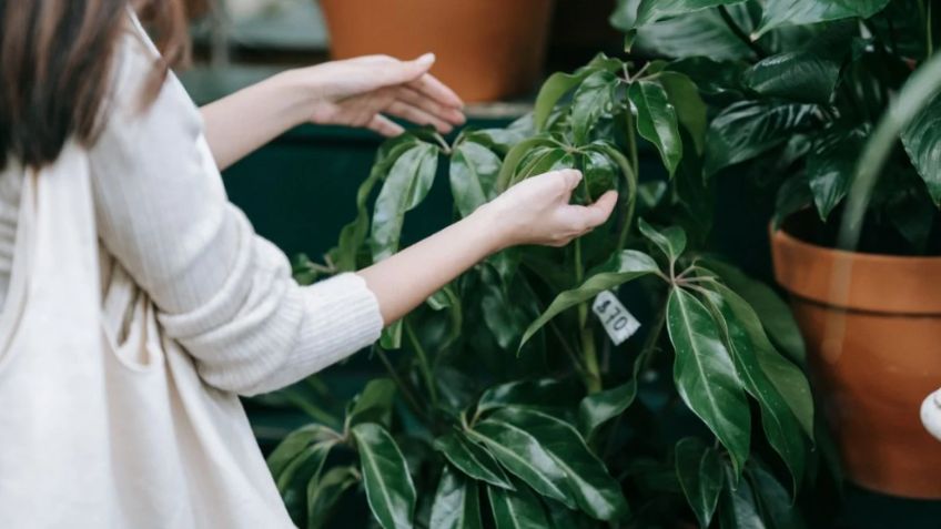 5 plantas que son un imán del dinero este 2024; sólo tienes que intentarlo