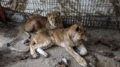 Tragedia en el Zoológico de Rafah: Animales mueren de hambre tras la ofensiva en Gaza