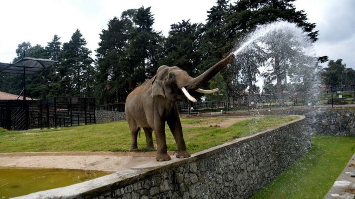 Muere Ted, el icónico elefante que lanzaba agua a visitantes del Parque Ecológico Zacango