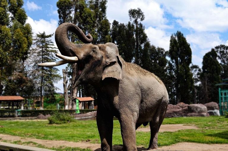 Muere Ted, elefante del Parque Ecológico Zacango